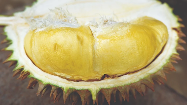 Harga Durian D24