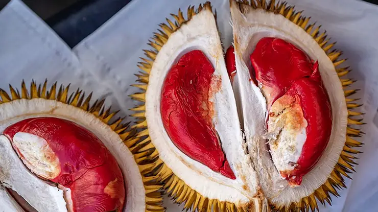 Harga Durian Udang Merah