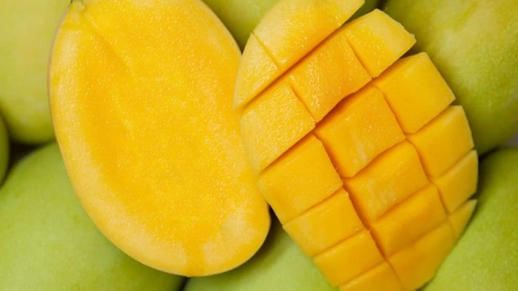 Harga Mangga Susu Sekilo
