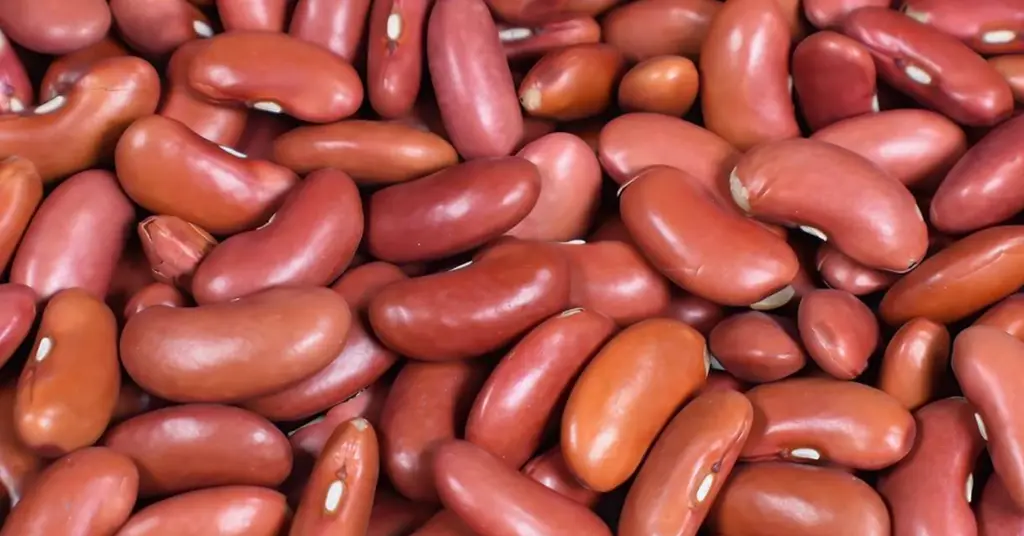Perbezaan Jenis Kacang Merah yang Mempengaruhi Harga
